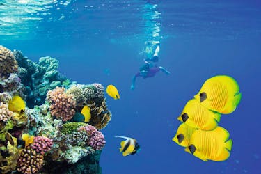 Red Sea Snorkelling Tour with Paradise Island